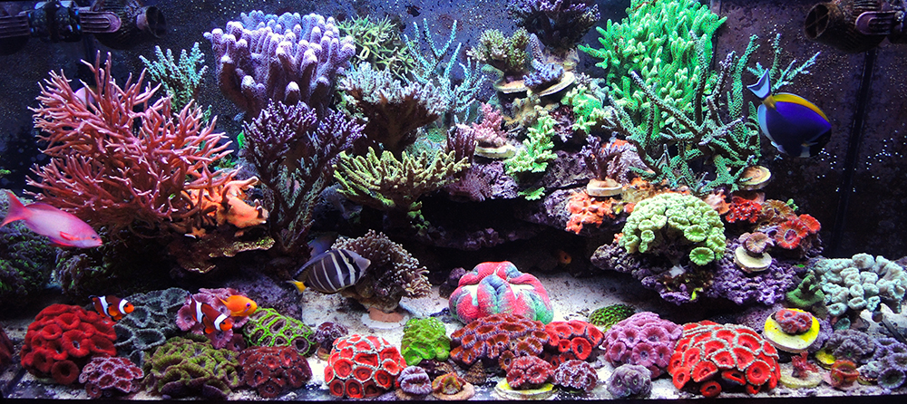 Aquaforest Carbon – Candy Corals