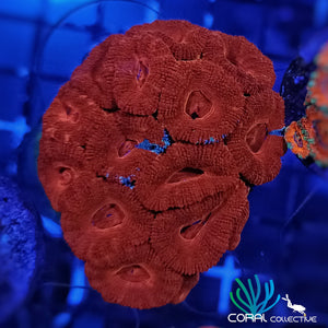Acan lordhowensis || Ultra Red Mini Colony
