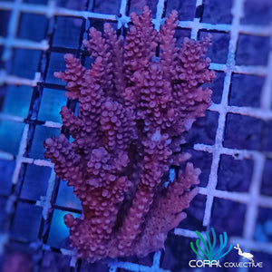 Acropora || Purple Colony