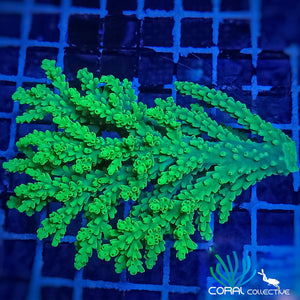 Acropora || Toxic Green Colony