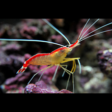 Load image into Gallery viewer, Cleaner Shrimp
