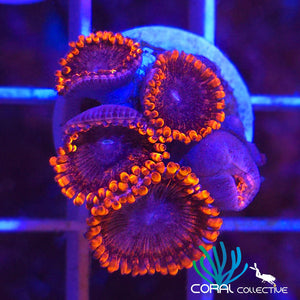 Zoanthid || Mixed