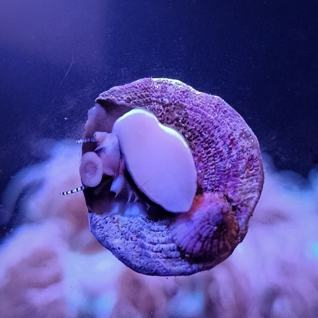 Astrea Turbo Snail
