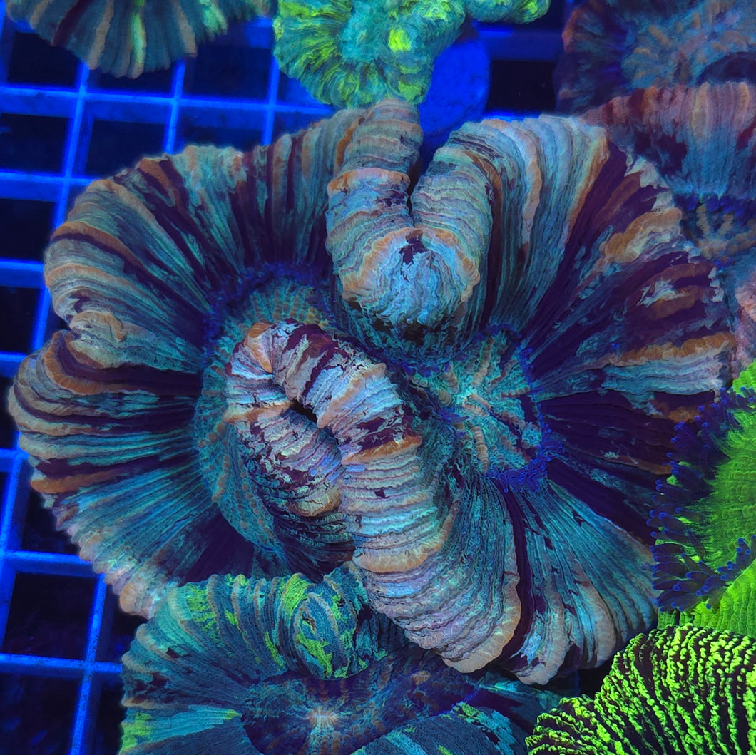 Trachyphyllia || Multicolour