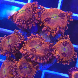 Zoanthid || Assorted