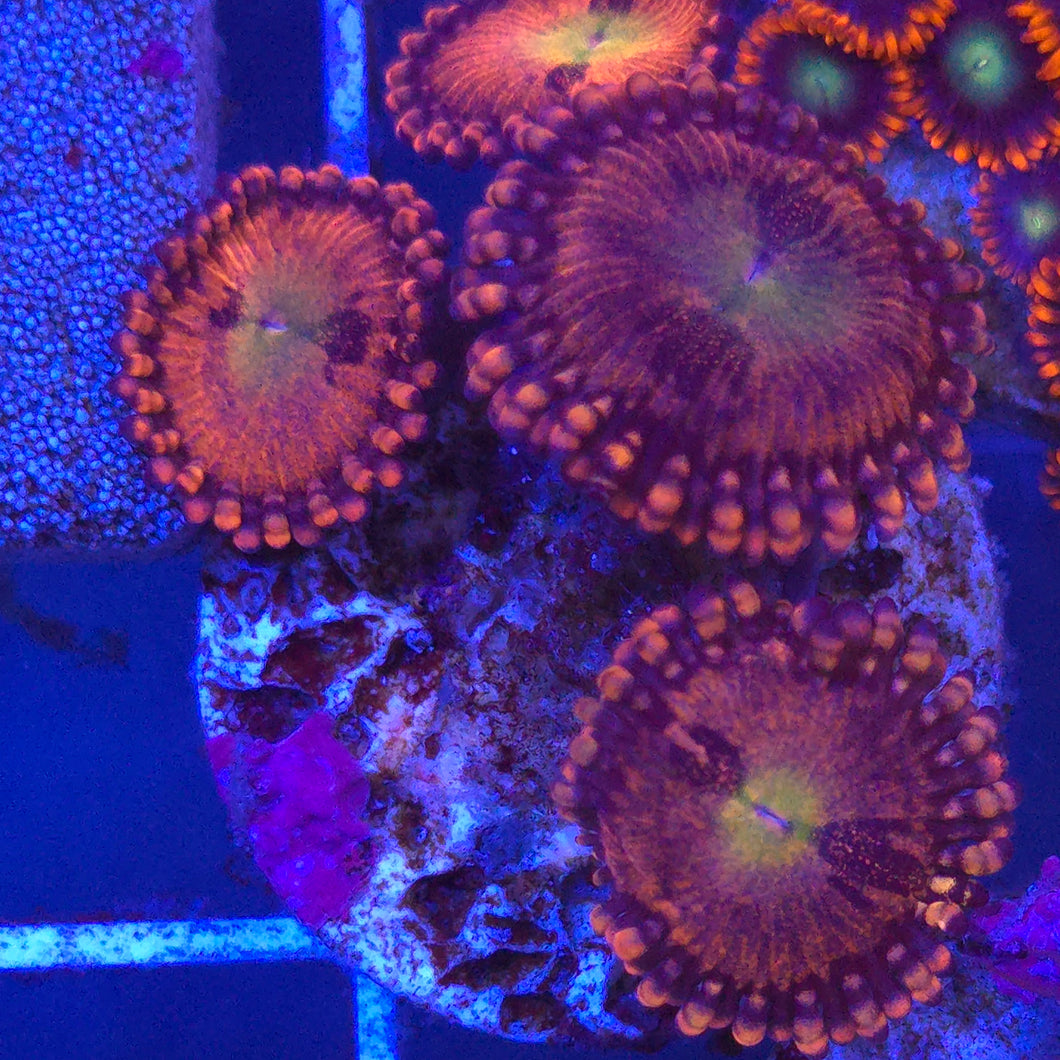 Zoanthid || Assorted