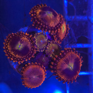 Zoanthid || Assorted