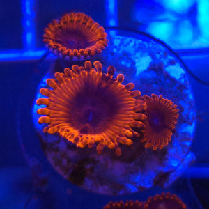 Zoanthid || Assorted