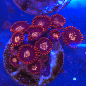 Zoanthid || Assorted