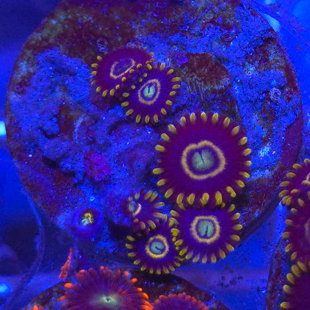 Zoanthid || Blue Hornet