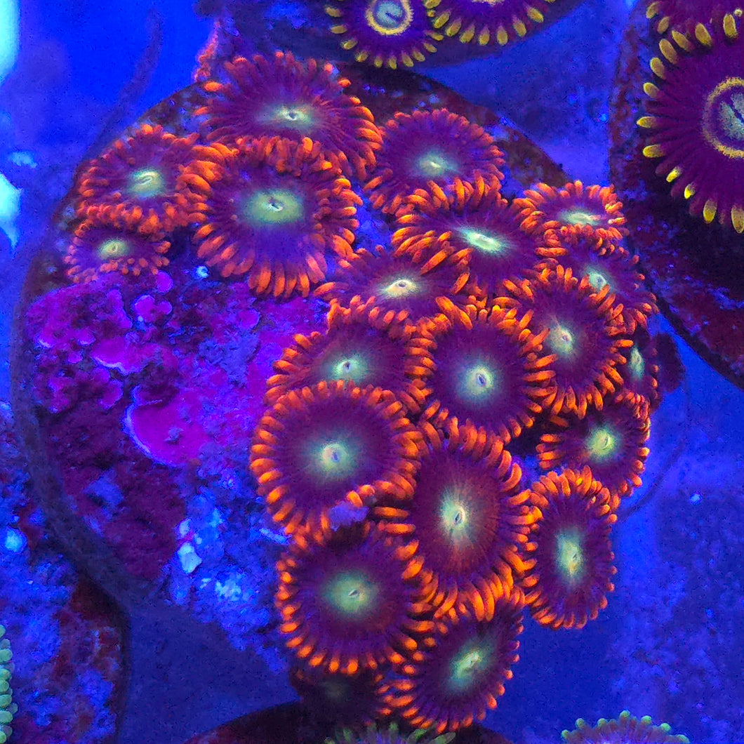 Zoanthid || Assorted