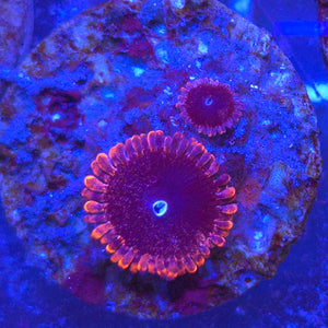 Zoanthid || Assorted