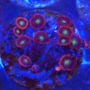 Zoanthid || Assorted