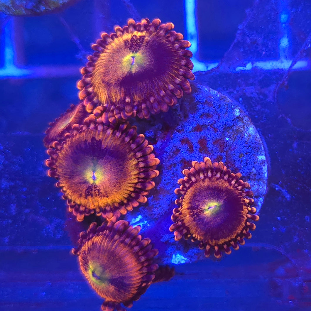 Zoanthid || Assorted