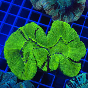 Trachyphyllia || Ultra Green