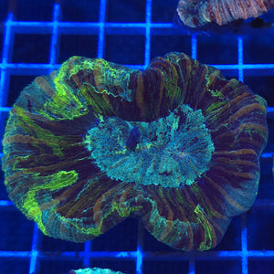 Trachyphyllia || Multicolour