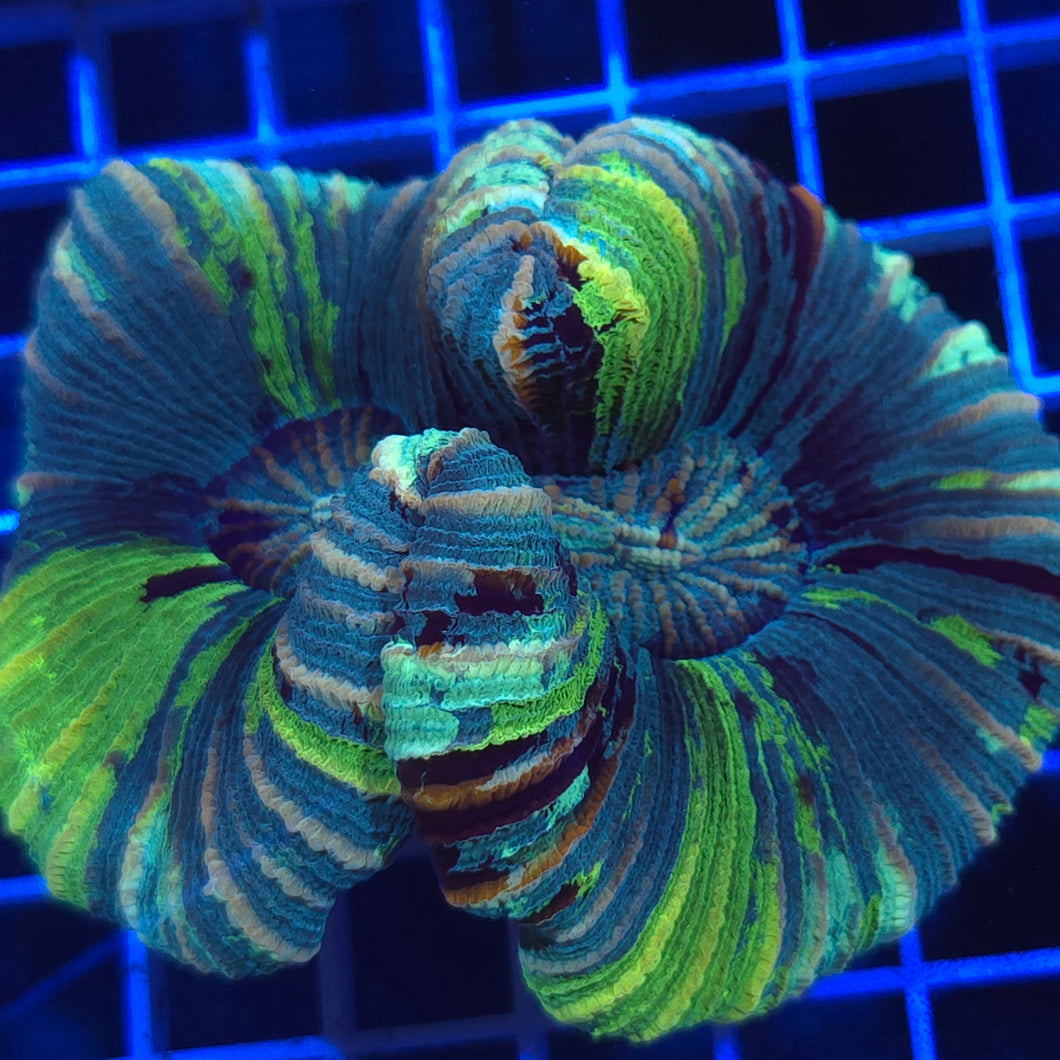 Trachyphyllia || Ultra Grade