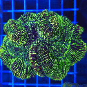 Trachyphyllia || Toxic Green