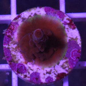 Acropora || Fragment Assorted
