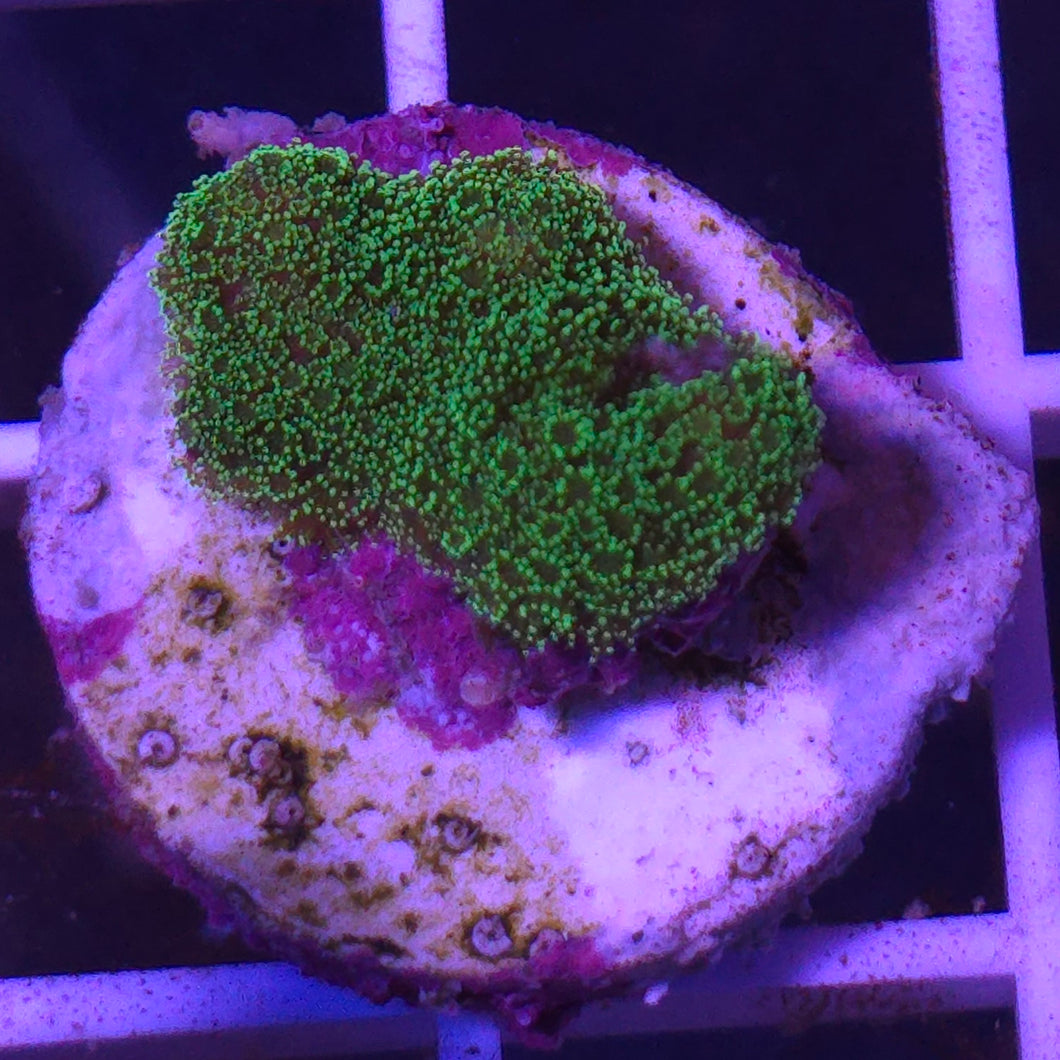 Acropora || Fragment Assorted