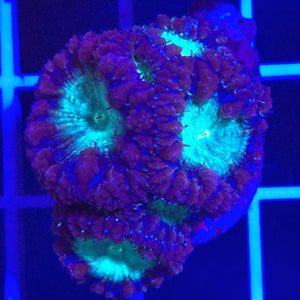 Blasto Coral || Assorted