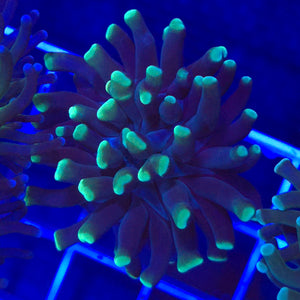 Hammer Coral || Green Tip