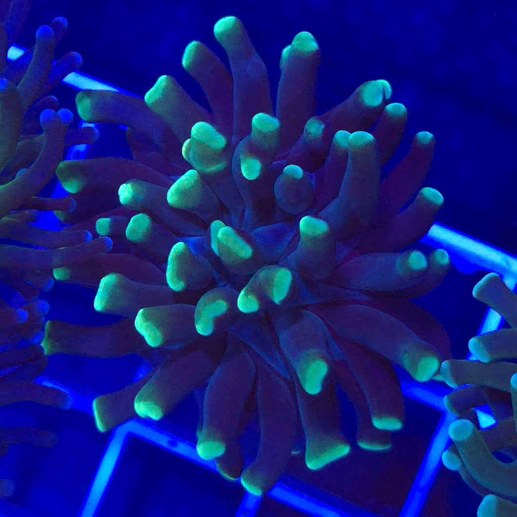Hammer Coral || Green Tip