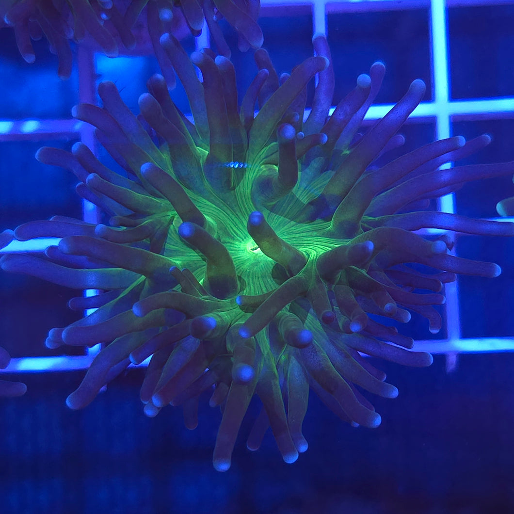 Torch Coral || Toxic Green / Blue Tips