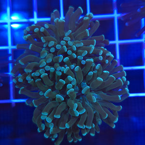 Hammer Coral || Green / Blue