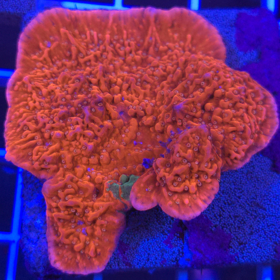Montipora Plate || Grafted Red / Green