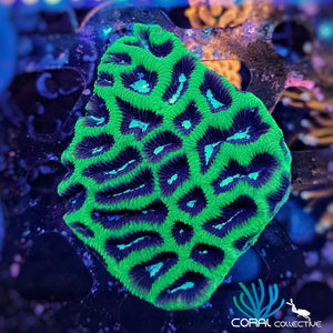 Maze Brain || Toxic Green