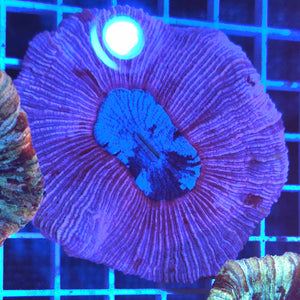 Trachyphyllia || Purple / Blue