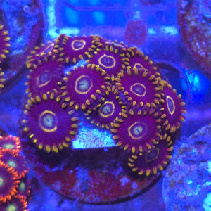 Zoanthid || Blue Hornet