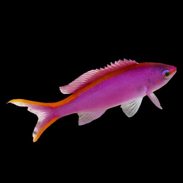 Purple Queen Anthias || Female