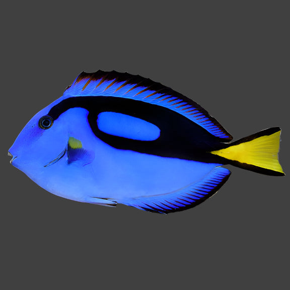 Blue Tang || Small