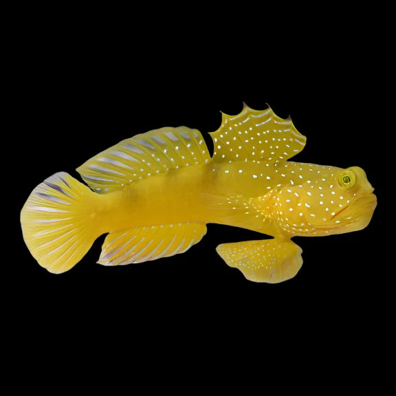 Yellow Watchman Goby